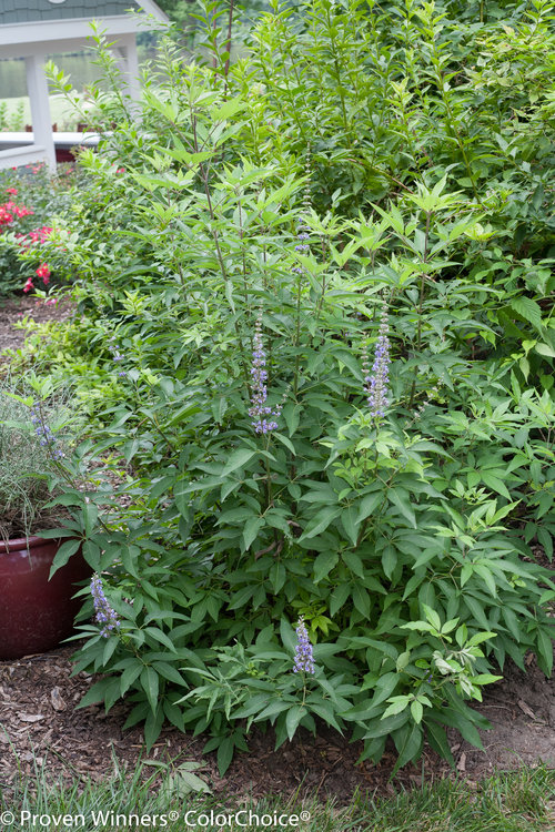 Blue Diddley Vitex (Chastetree)