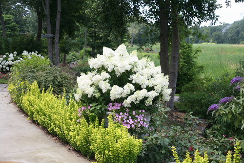 Bobo hydrangea