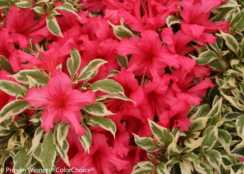 Bollywood Rhododendron