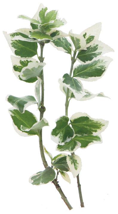 Bollywood Rhododendron Azalea 