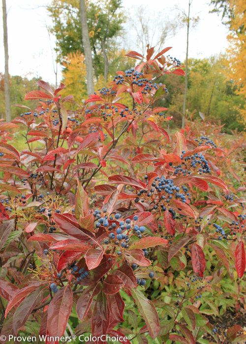Brandywine Viburnum