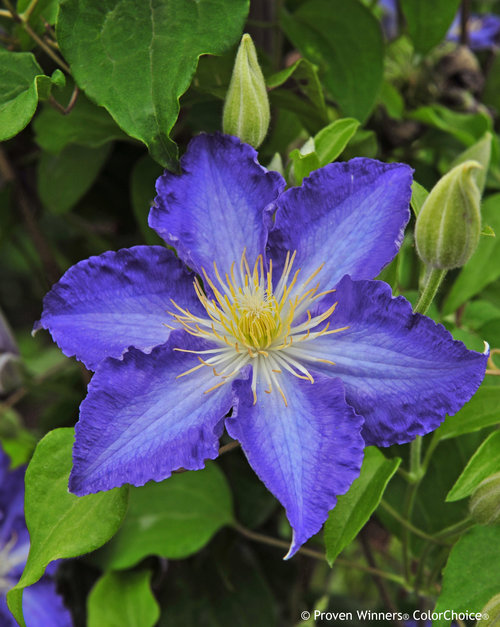 Brother Stefan Blue Clematis Flower