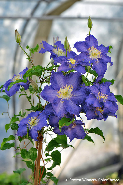 Brother Stefan Clematis