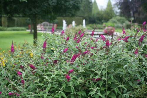 Buddleia 'Miss Ruby' (butterfly bush)