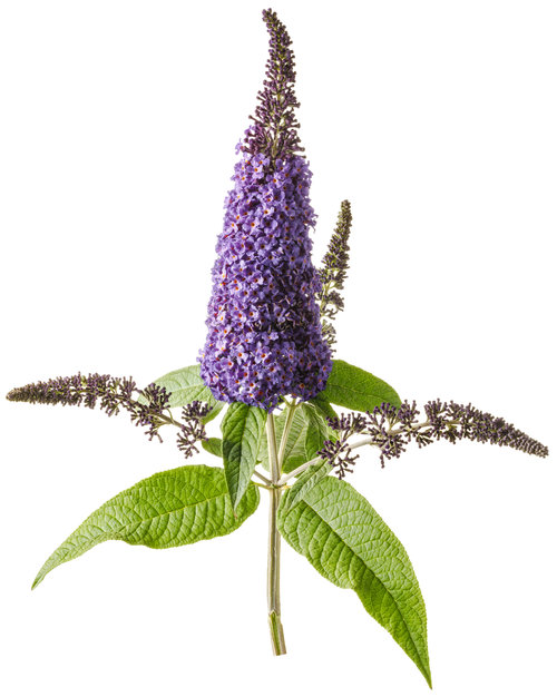 buddleia_pugster_blue_01.jpg