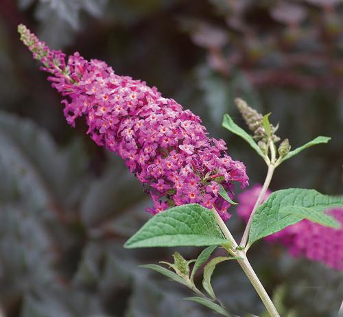 Buddleia 'Miss Ruby' (butterfly bush)