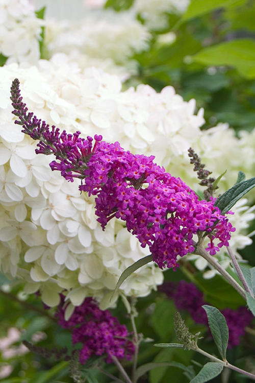 Buddleia 'Miss Ruby' (butterfly bush)