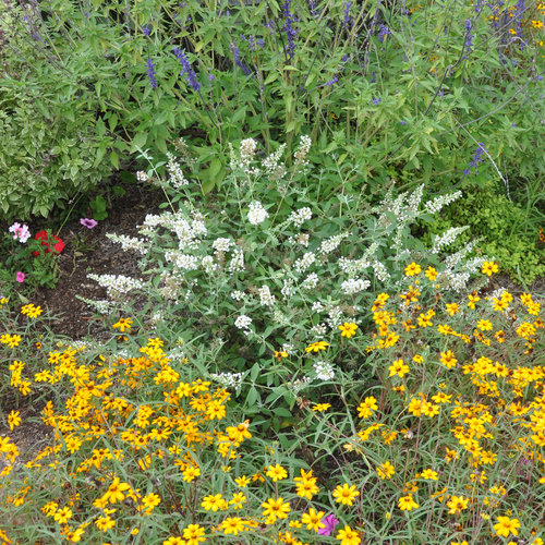 buddleja_ice_chip_denny_werner_crop.jpg