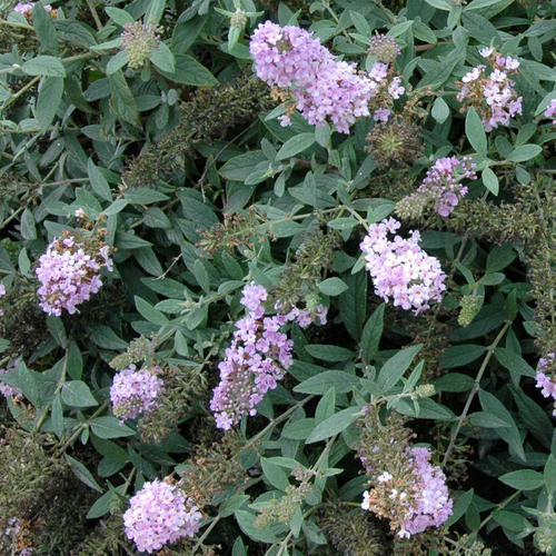 buddleja_lavender_chip-3_crop.jpg
