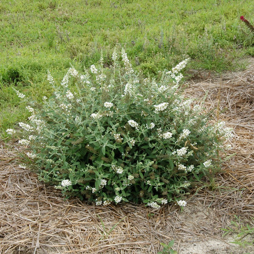 buddlejaicechip6.jpg