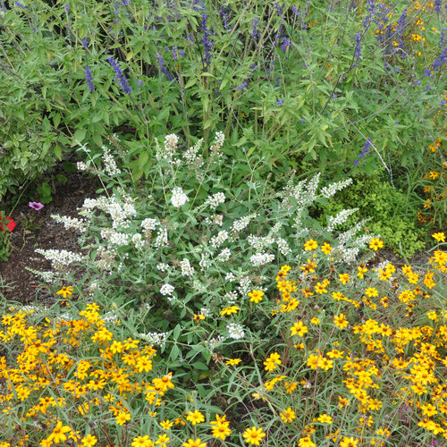 buddlejaicechipdennywerner.jpg