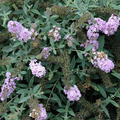 buddlejalilacchip3.jpg
