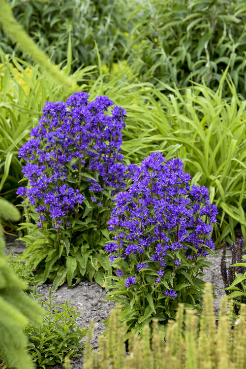 Campanula Bells and Whistles