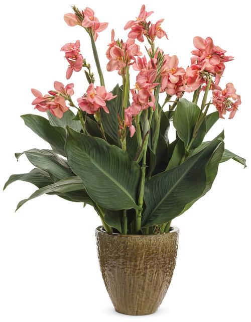 Toucan™ Coral - Canna Lily - Canna