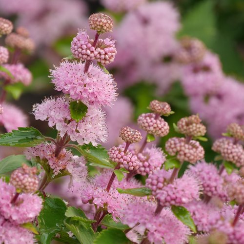 Caryopteris Beyond Pinkd 1 Jpg Proven Winners