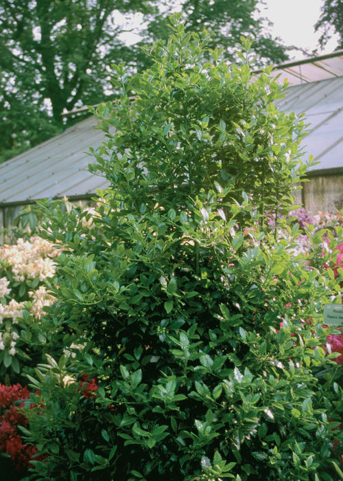 cc04029.jpg