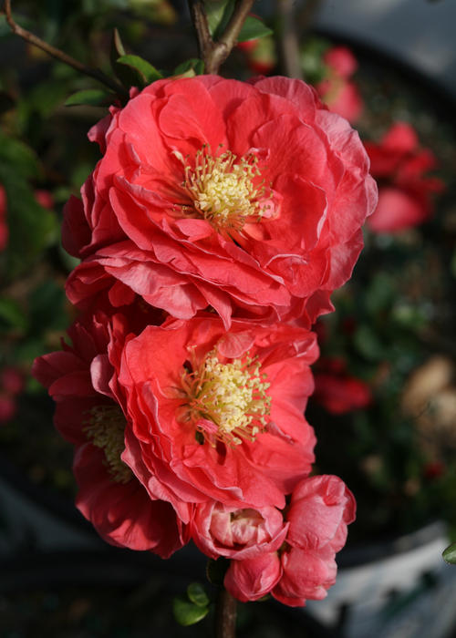 Double Take 'Pink Storm' Chaenomeles (quince)