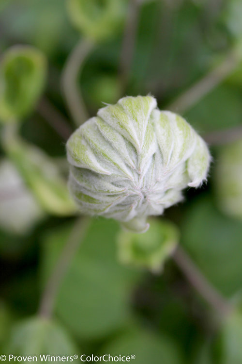 'Diamond Ball' Clematis