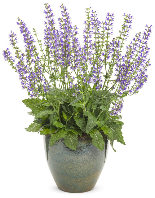 Color Spires® 'Azure Snow' - Perennial Salvia