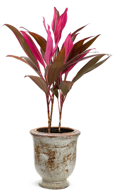 Proven Accents® 'Red Sister' - Cabbage Palm - Cordyline