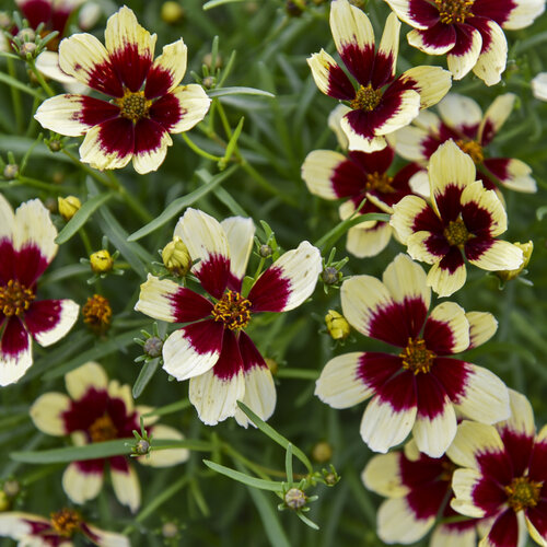 Coreopsis Creamy Calico