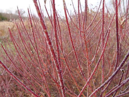 Arctic Fire Red twig dogwood
