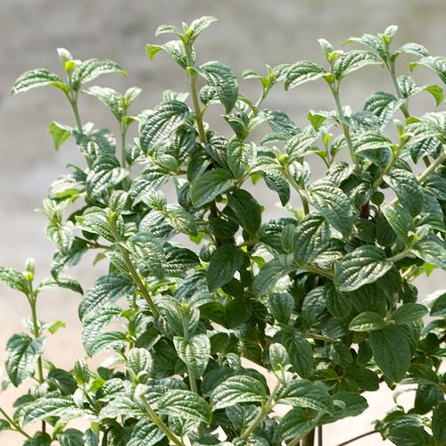 cornuspuckerup6215.jpg