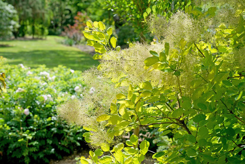 Winecraft Gold smokebush blooming in a landscape