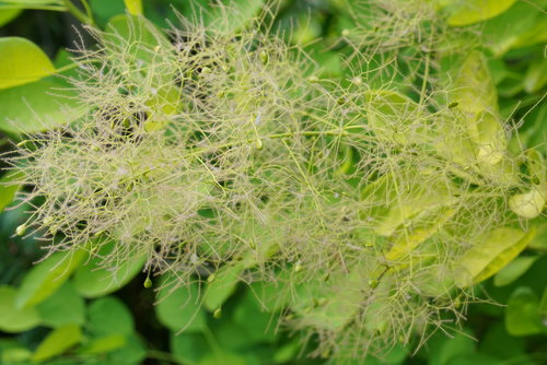 Winecraft Gold smokebush flower panicle