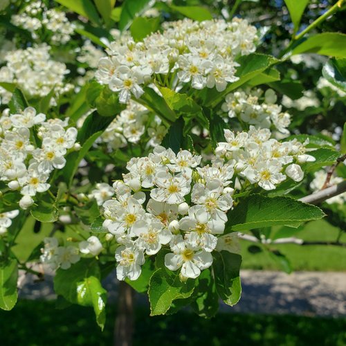 Clusters of pure white flowers on Crusader hawthorn.