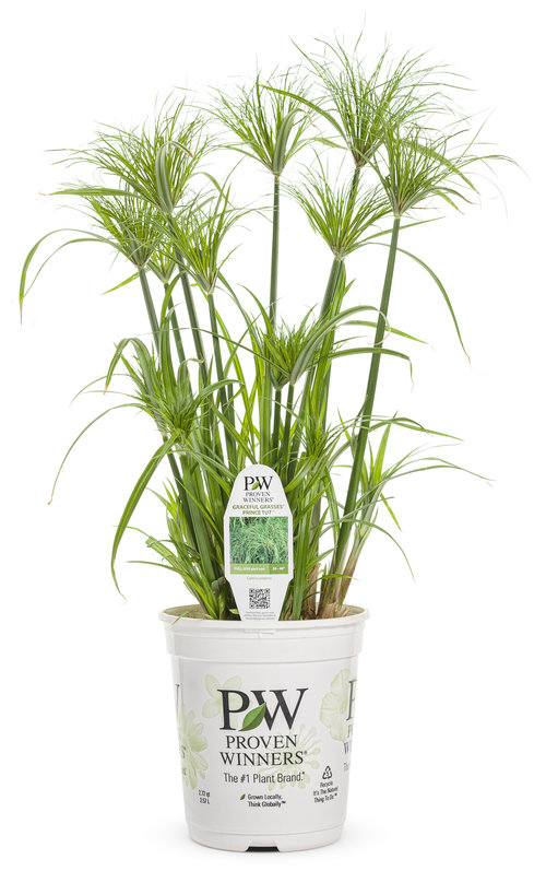 Graceful Grasses® Prince Tut™ - Dwarf Egyptian Papyrus - Cyperus papyrus 