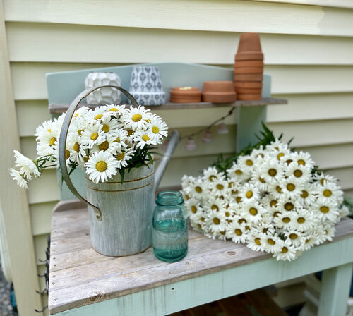 daisy_may_cut_flowers_on_potting_bench.jpg