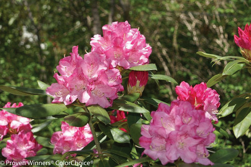 Dandy Man Pink Rhododendron