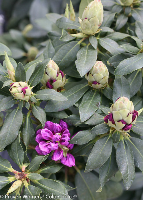Dandy Man Purple Rhododendron