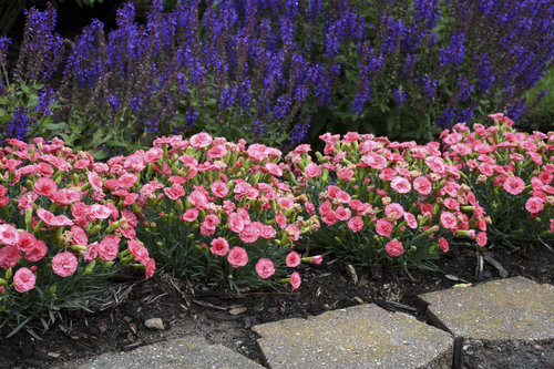 'Classic Coral' Dianthus