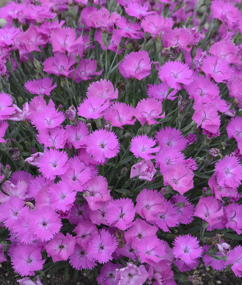 dianthus_paint_the_town_fuchsia2.jpg