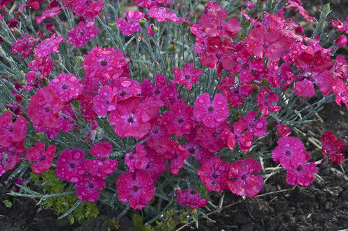 dianthus_paint_the_town_magenta2.jpg