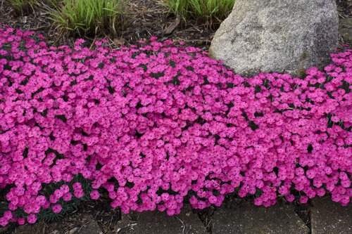 'Paint the Town Magenta' Dianthus