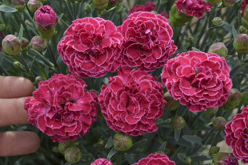 dianthus_raspberry_ruffles_cjw16_12.jpg