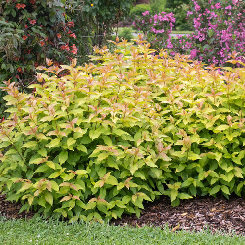 A rounded, slightly wider than tall golden leaved Kodiak Spiced diervilla