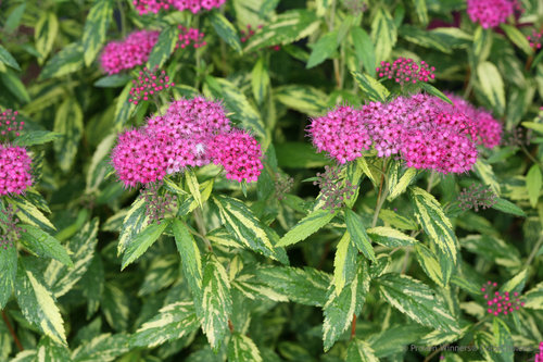 Double Play Painted Lady Spirea