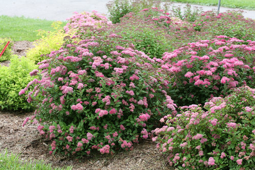 Spirea planting and care