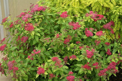 Double Play Red Spiraea