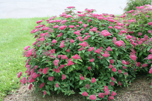 Double Play Red spiraea