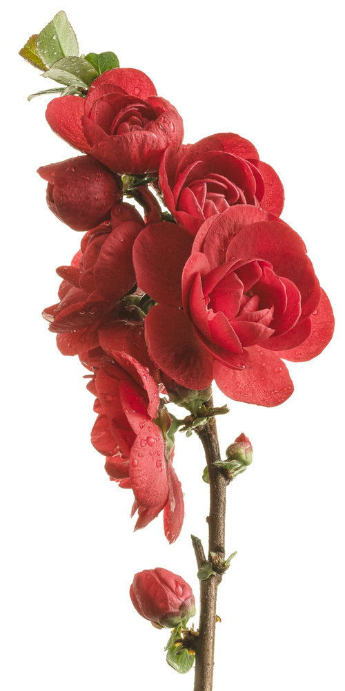 Double Take Scarlet™ - Quince