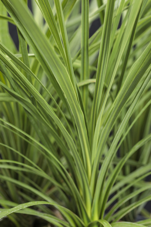 dracaena_spikes.jpg