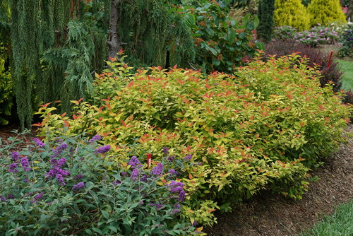 Double Play Candy Corn spirea