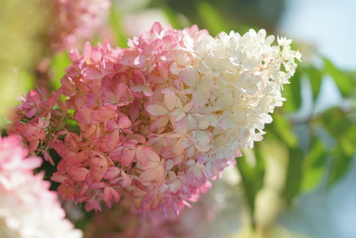 Zinfin Doll panicle hydrangea flowers showing their bi-color effect of pink and 