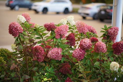 Zinfin Doll panicle hydrangea exhibits many flower colors at once.