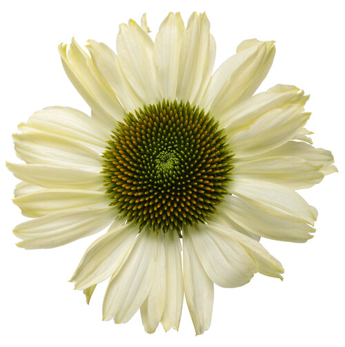 echinacea_color_coded_the_price_is_white_macro_02.jpg